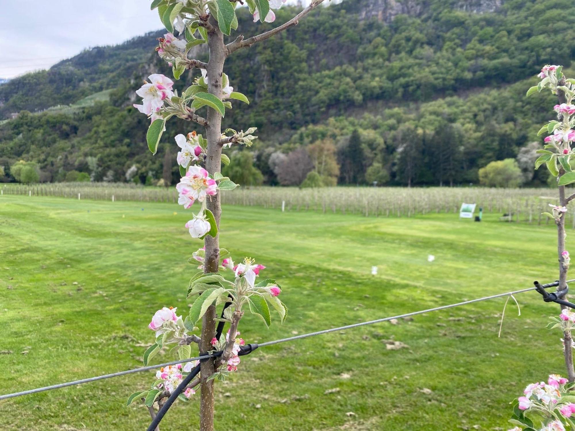 Golf Residenz Ballguthof 4*